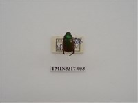 藏品(黃豔金龜)的圖片